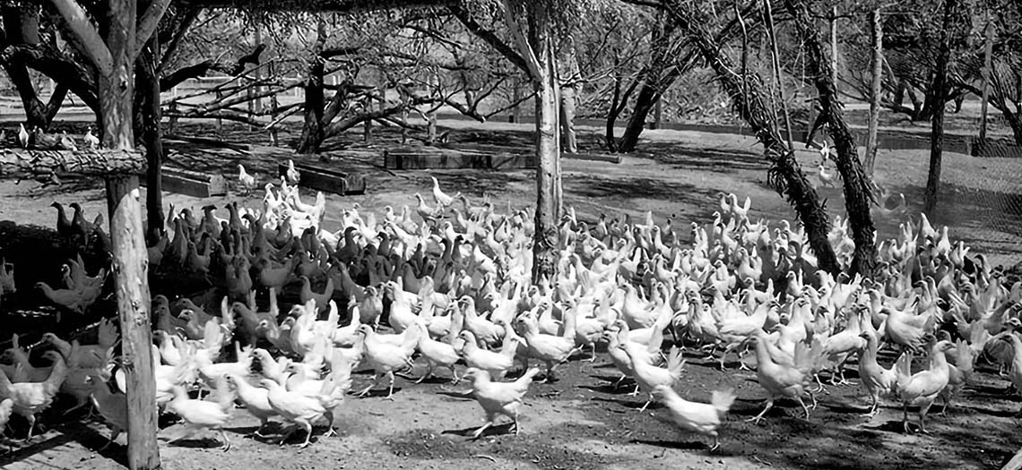 Poston chickens